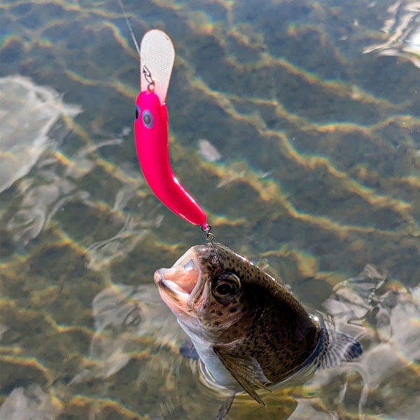 SILVERNA　瀧　ニョロ　60